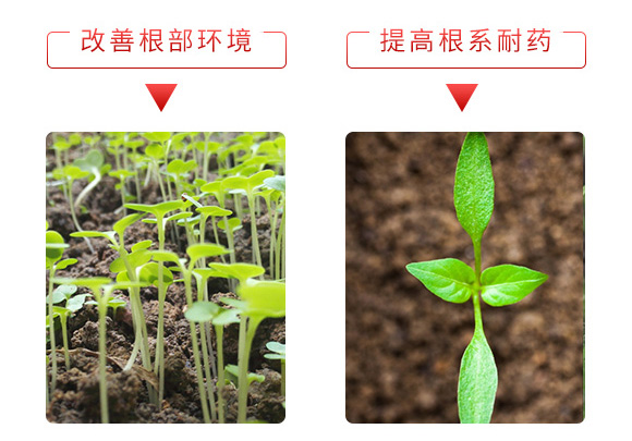 微生物菌劑-一袋菌官-安得泰 微生物菌劑-一袋菌官-安得泰