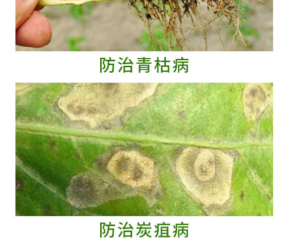 銀離子重茬根腐特抑劑-萬(wàn)稼能-乾農(nóng) 銀離子重茬根腐特抑劑-萬(wàn)稼能-乾農(nóng)