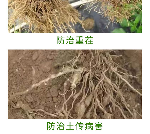 重茬根腐專用菌肥-萬(wàn)稼能-乾農(nóng) 重茬根腐專用菌肥-萬(wàn)稼能-乾農(nóng)