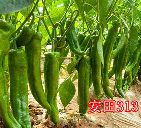 安田313-辣椒種子-冠盛農(nóng)業(yè)