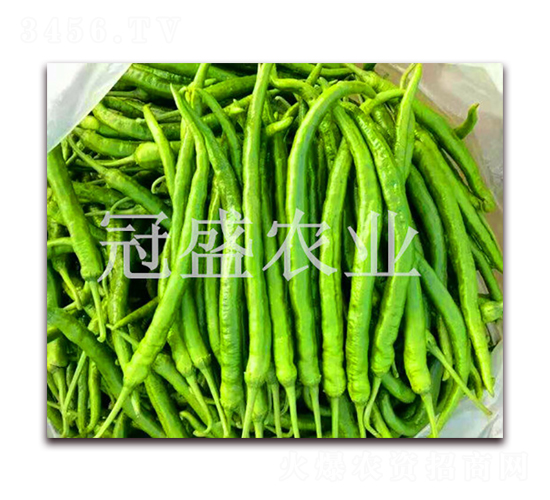 線王8號(hào)-辣椒種子-冠盛農(nóng)業(yè)