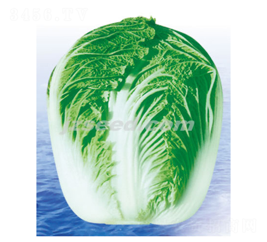 韓研秋霸-白菜種子-現(xiàn)代種業(yè)