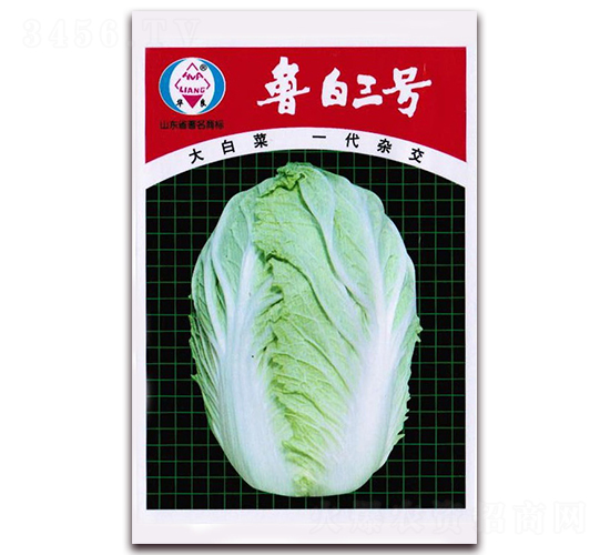 魯白三號-大白菜種子-華良種業(yè)