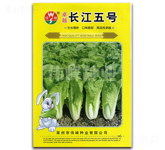 卓越長江五號-白菜種子-偉峰種業(yè)