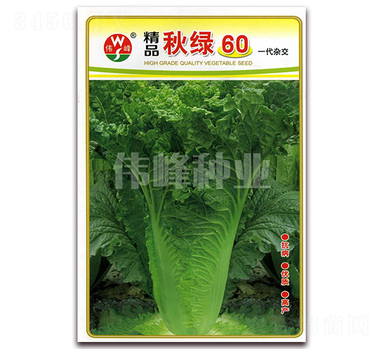 精品秋綠60-白菜種子-偉峰種業(yè)