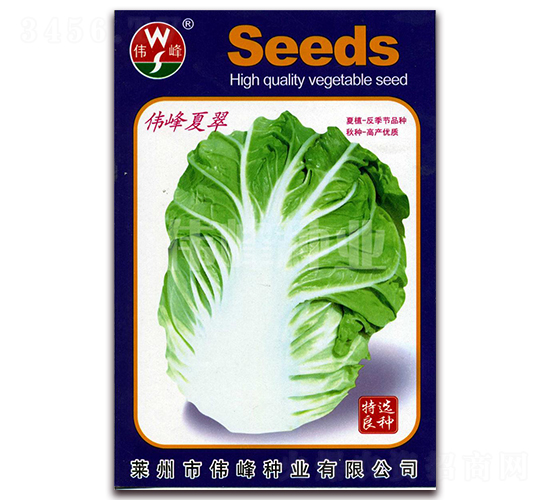 偉峰夏翠-白菜種子-偉峰種業(yè)