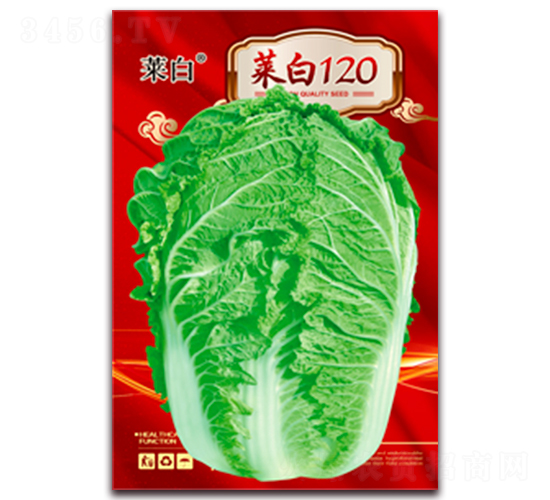 菜白120-白菜種子-春潤種業(yè)