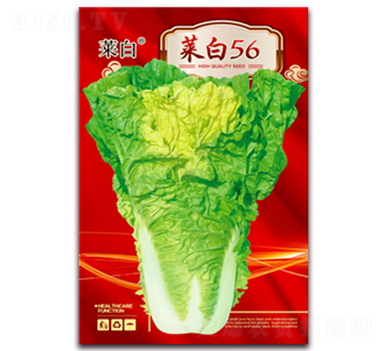 菜白56-白菜種子-春潤種業(yè)