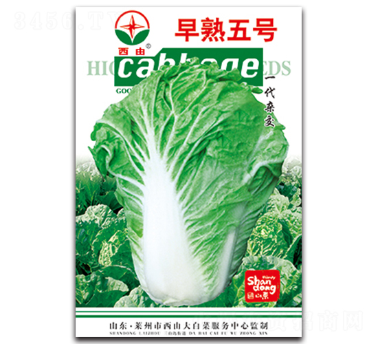 早熟5號-白菜種子-西由
