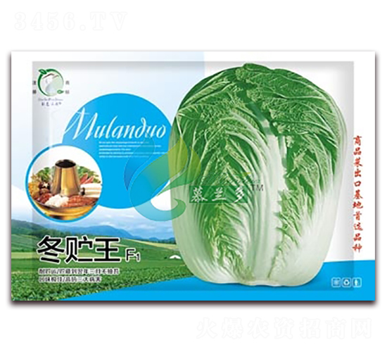 冬貯王-白菜種子-慕蘭多
