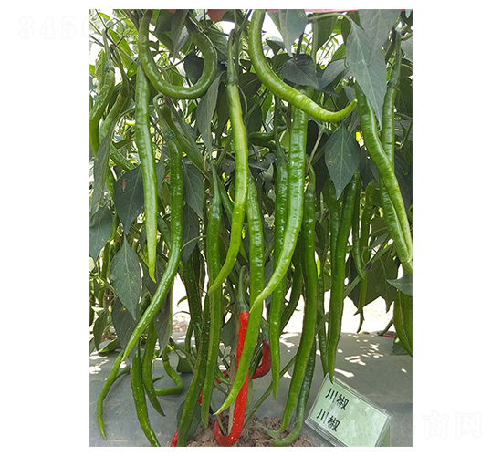 川椒19號-線椒種子-川椒種業(yè)