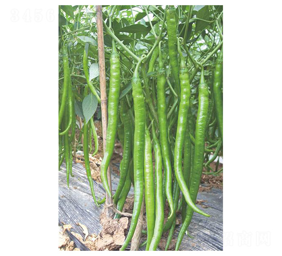 川椒16號(hào)-線(xiàn)椒種子-川椒種業(yè)