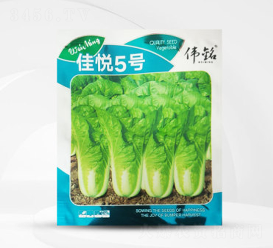 佳悅5號(hào)-白菜種子-偉銘種業(yè)