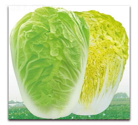 黃金早5號-白菜種子-新世紀