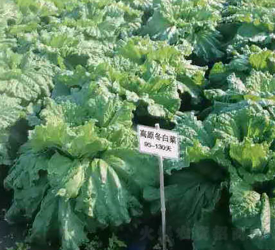 高原冬白菜-白菜種子-新世紀(jì)