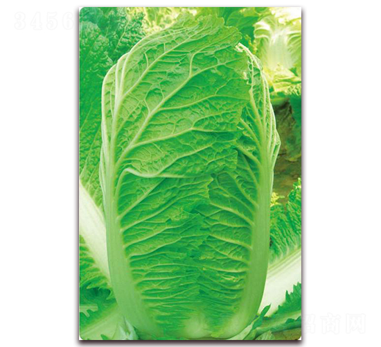 神獅三號(hào)-白菜種子-新世紀(jì)