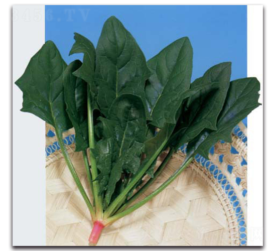 劍豐-菠菜種子-農(nóng)播王