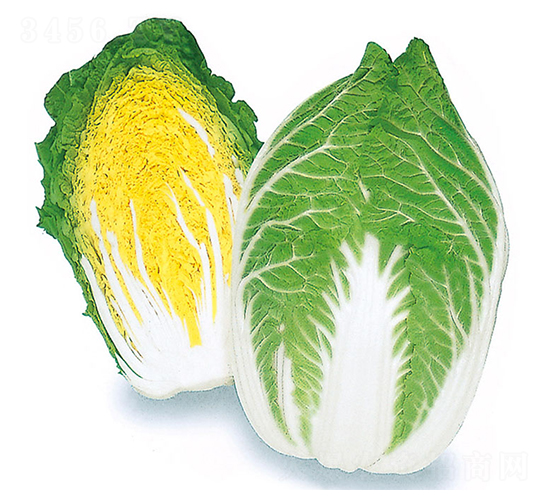 櫻錦-大白菜種子-農播王