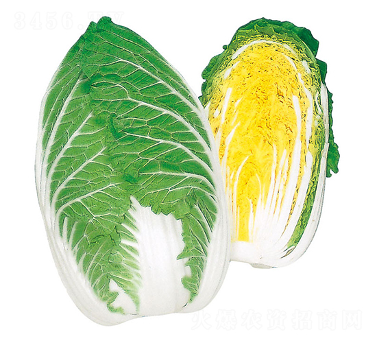 清錦-大白菜種子-農播王