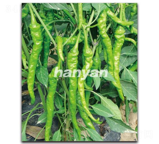 漢富一號(hào)-辣椒種子-漢研