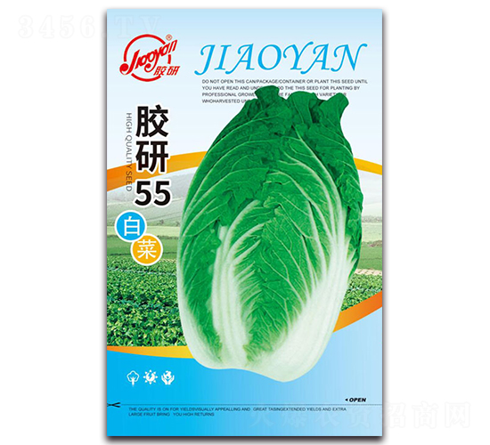 膠研55白菜-秋播白菜種子-膠研
