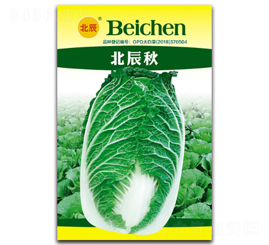 北辰秋-大白菜種子-北方種業(yè)