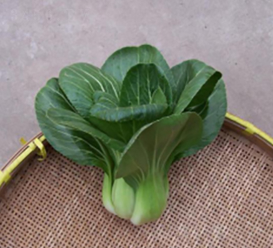五月慢-青梗菜種子-申耕農(nóng)業(yè)
