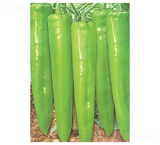 皇家威馬-羊角椒種子-華蔬種業(yè)
