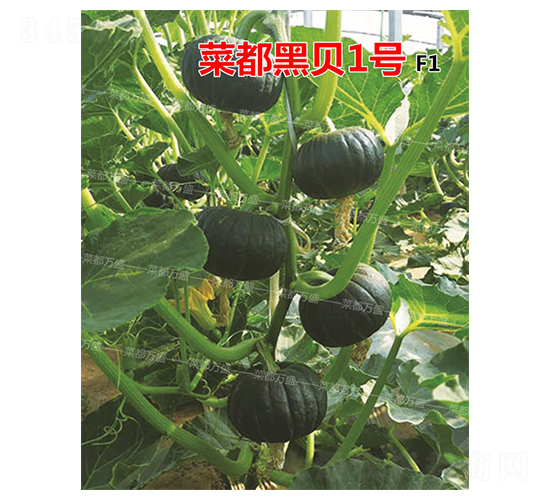菜都黑貝1號-南瓜種子-菜都萬盛