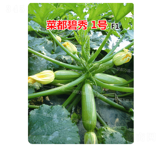 菜都碧秀1號(hào)-西葫蘆種子-菜都萬(wàn)盛