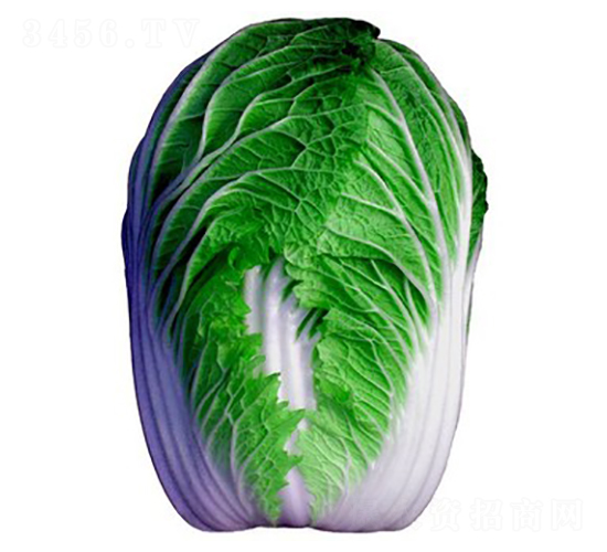 秋盛王者-大白菜種子-方圓種業(yè)
