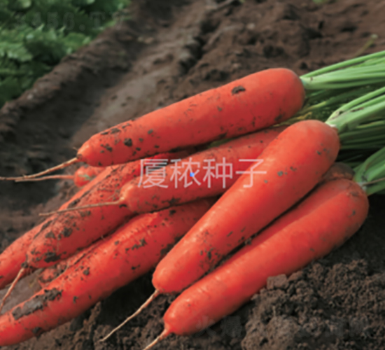祥福918-胡蘿卜種子-廈秾農(nóng)業(yè)