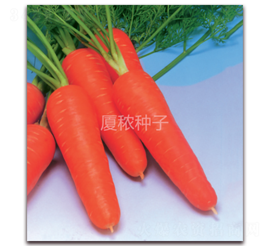 祥福518-胡蘿卜種子-廈秾農(nóng)業(yè)