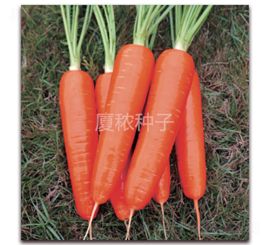 祥福517-胡蘿卜種子-廈秾農(nóng)業(yè)