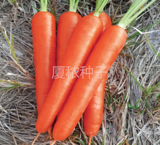 順利167-胡蘿卜種子-廈秾農(nóng)業(yè)