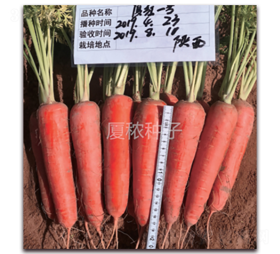 廈紅一號(hào)-胡蘿卜種子-廈秾農(nóng)業(yè)