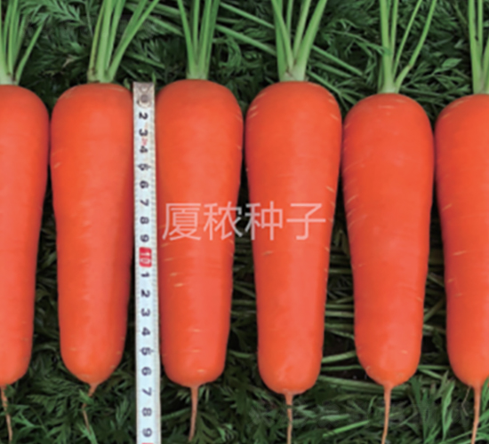 廈紅三號-胡蘿卜種子-廈秾農(nóng)業(yè)