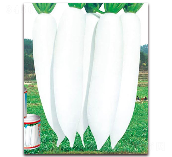 新白玉春蘿卜-白蘿卜種子-華農(nóng)種業(yè)