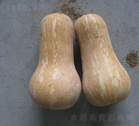迷你388-南瓜種子-荃銀瓜菜