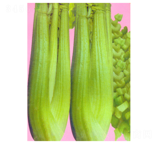 華盛頓1號-芹菜種子-科立昌