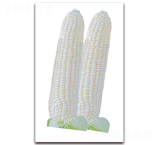 浙鳳甜5號-玉米種子-勿忘農(nóng)