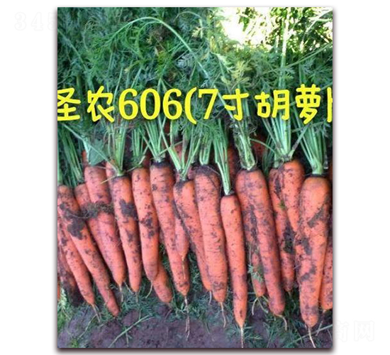 圣農(nóng)胡蘿卜606-胡蘿卜種子-圣農(nóng)高科