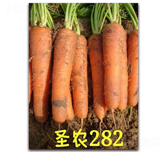 圣農(nóng)胡蘿卜282-胡蘿卜種子-圣農(nóng)高科