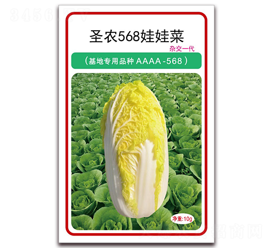圣農(nóng)568娃娃菜-娃娃菜種子-圣農(nóng)高科