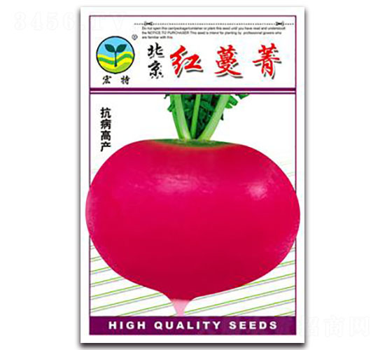 紅蔓菁-蘿卜種子-宏特