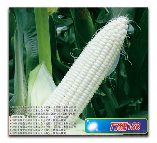萬(wàn)糯158-糯玉米種子-華穗種業(yè)