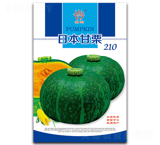 日本甘栗210-南瓜種子-京密種業(yè)