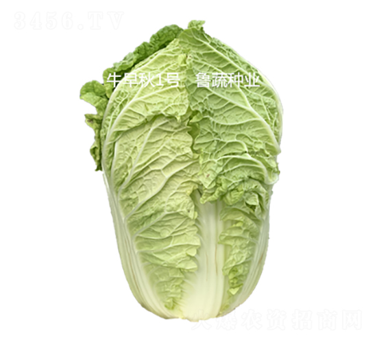 牛早秋1號-白菜種子-魯蔬種業(yè)