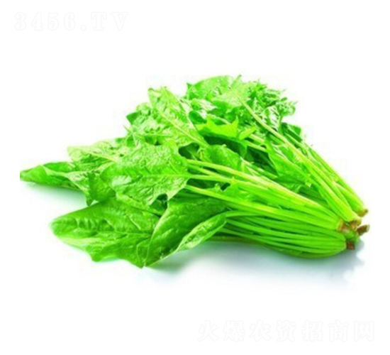 睿優(yōu)尖葉大菠菜-菠菜種子-睿優(yōu)農(nóng)業(yè)