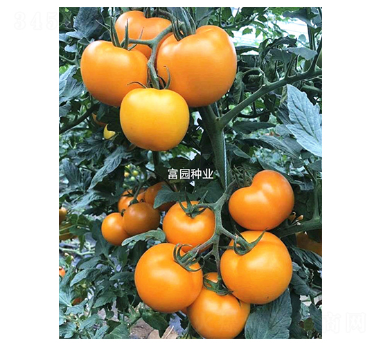 金拳1號-番茄種子-富園種業(yè)